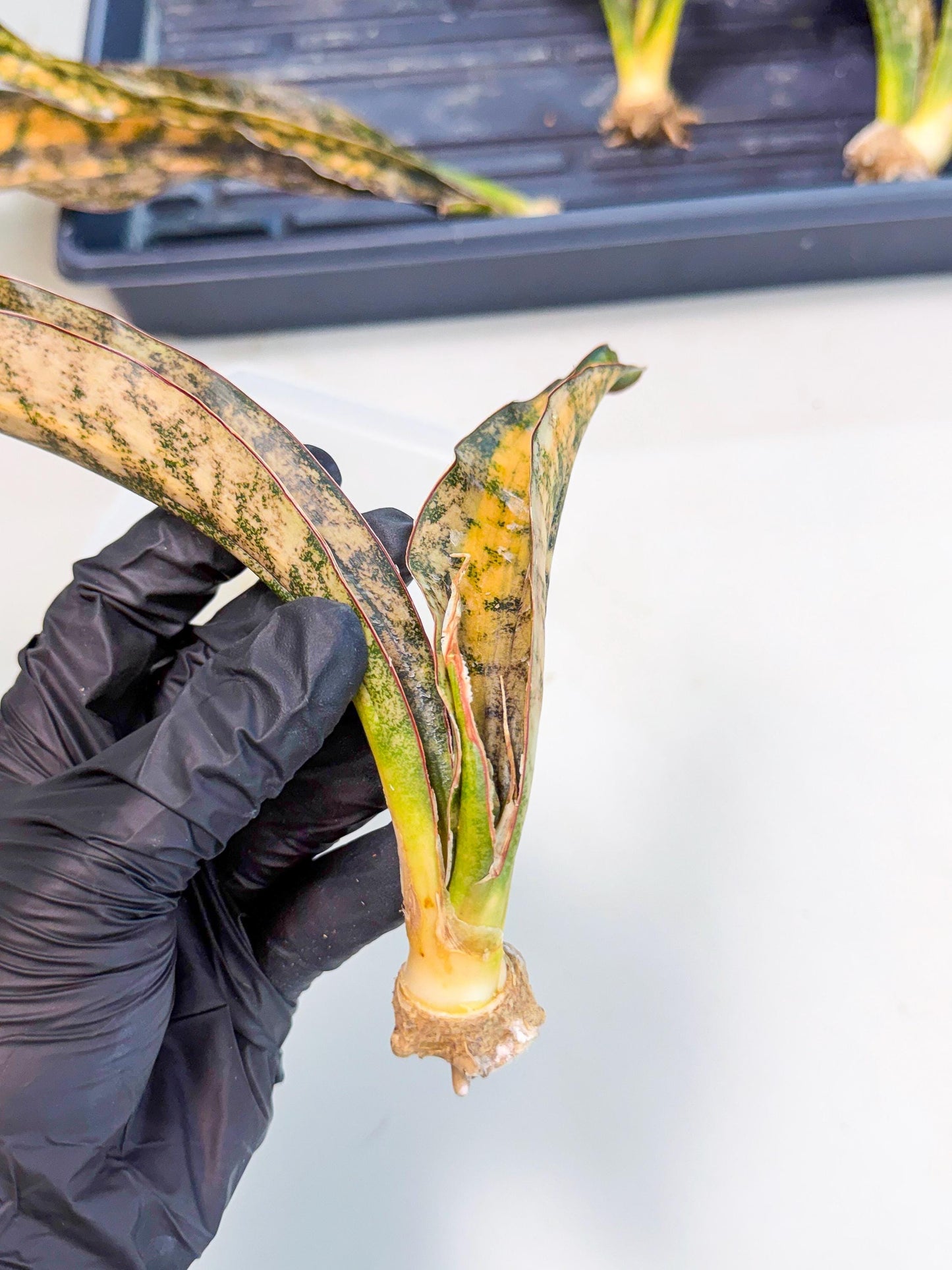 Sansevieria Kirkii Coppertone Var (8) | For Advanced Grower