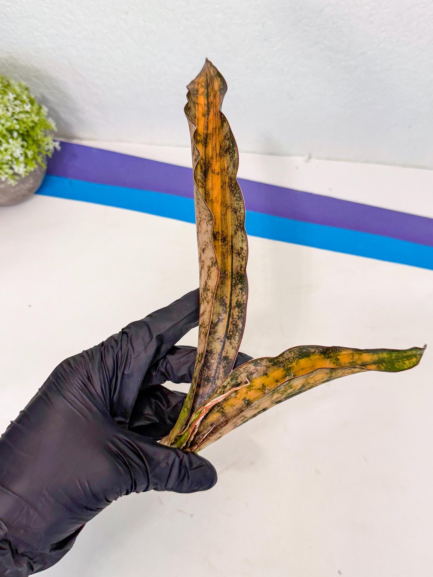 Sansevieria Kirkii Coppertone Var (8) | For Advanced Grower