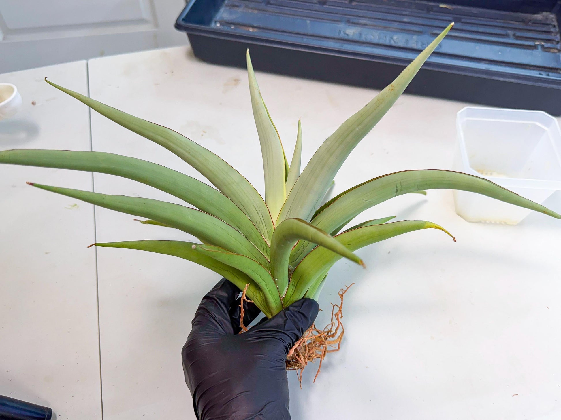 Sansevieria Chao Praya (p) | Rare Snake Plant