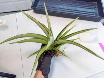 Sansevieria Chao Praya (p) | Rare Snake Plant