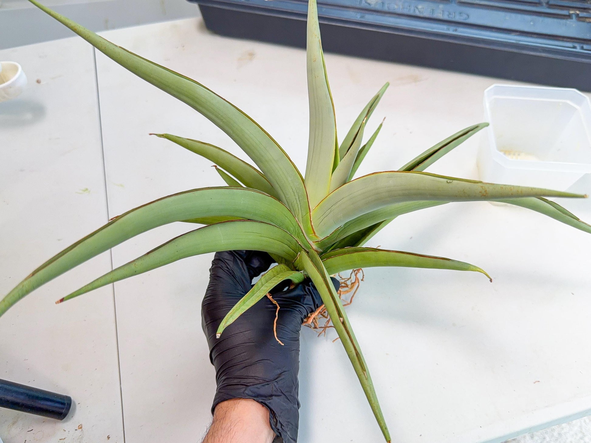 Sansevieria Chao Praya (p) | Rare Snake Plant