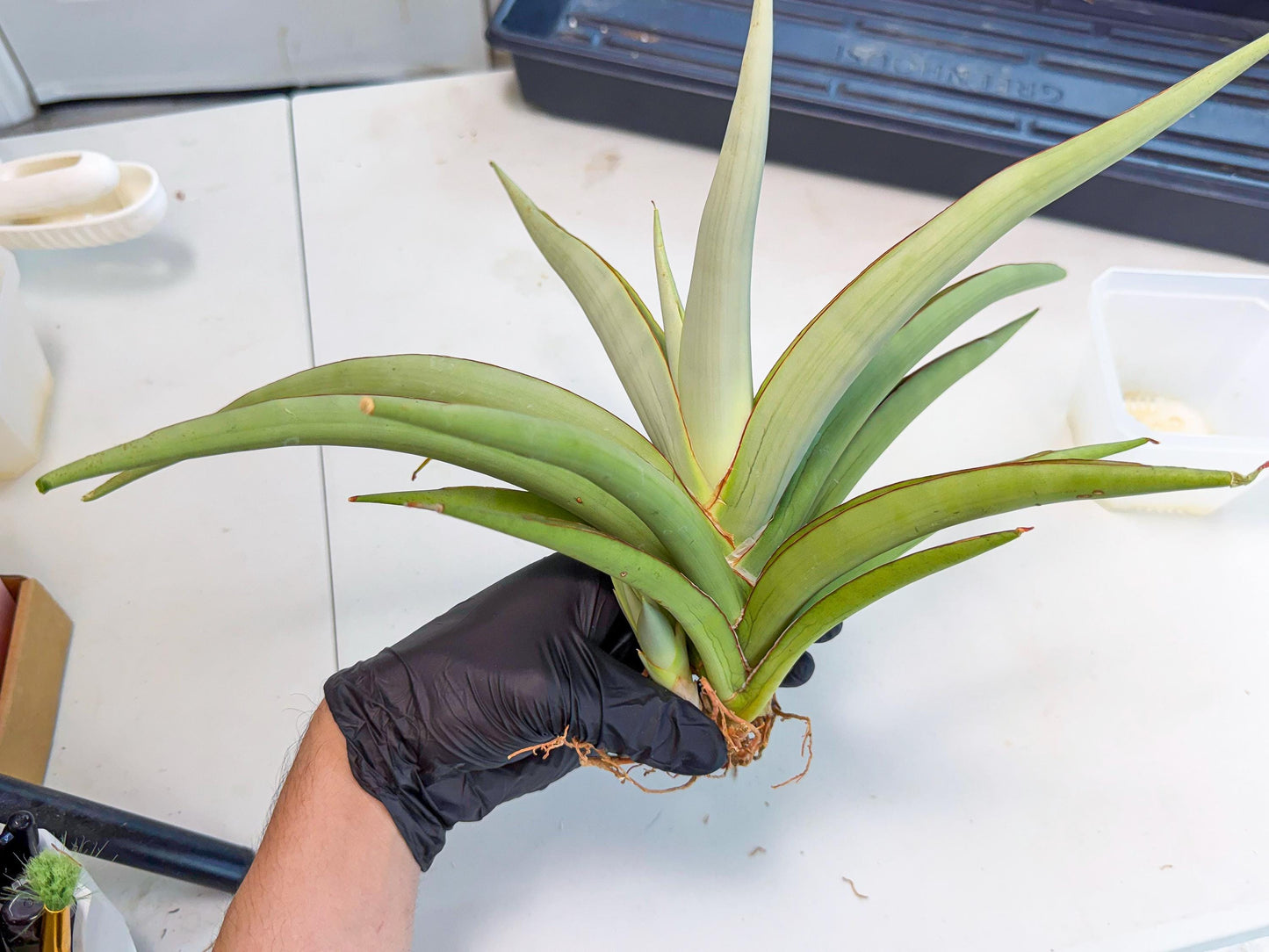 Sansevieria Chao Praya (p) | Rare Snake Plant