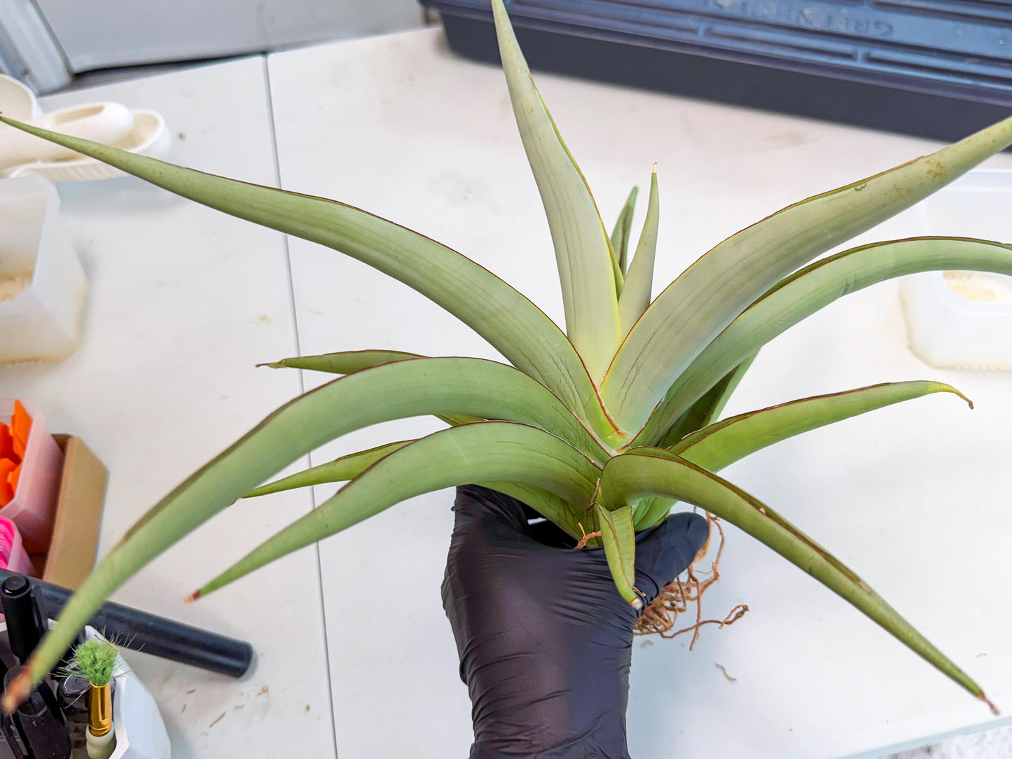 Sansevieria Chao Praya (p) | Rare Snake Plant