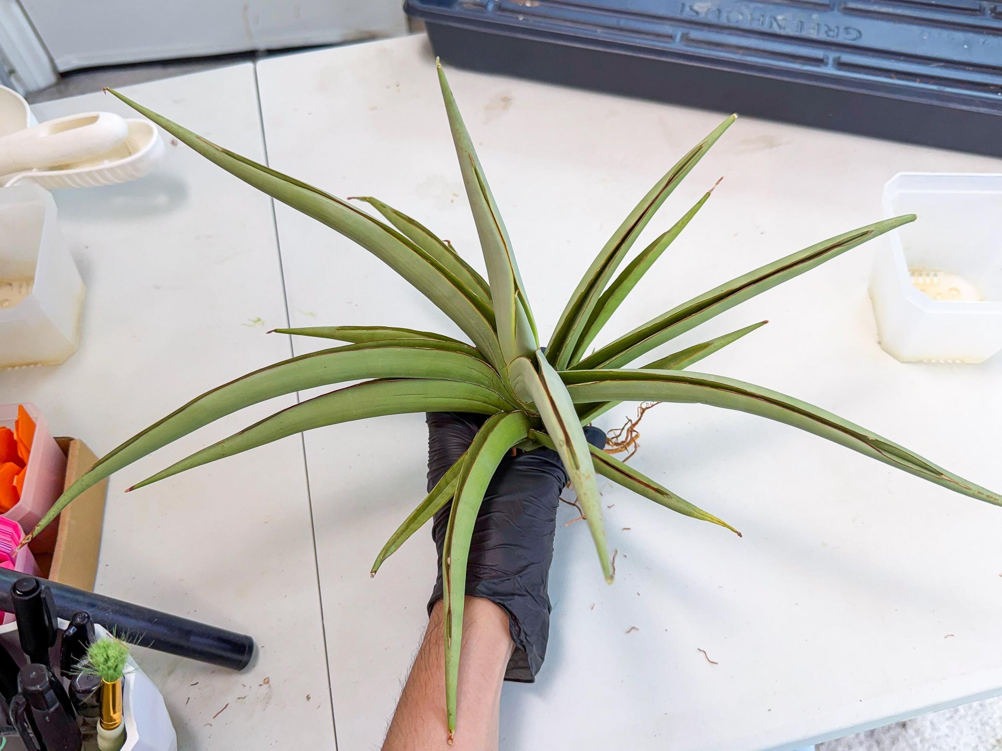 Sansevieria Chao Praya (p) | Rare Snake Plant
