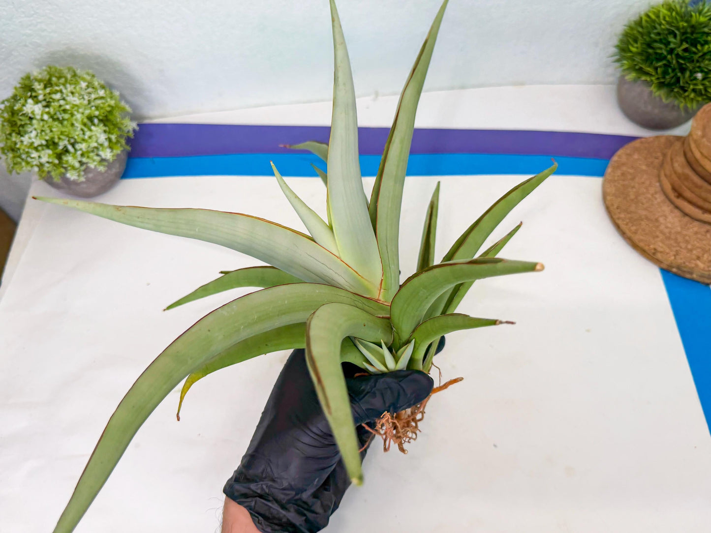 Sansevieria Chao Praya (p) | Rare Snake Plant
