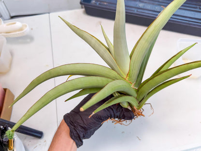 Sansevieria Chao Praya (p) | Rare Snake Plant