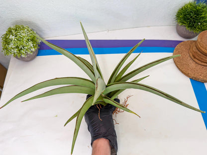 Sansevieria Chao Praya (p) | Rare Snake Plant