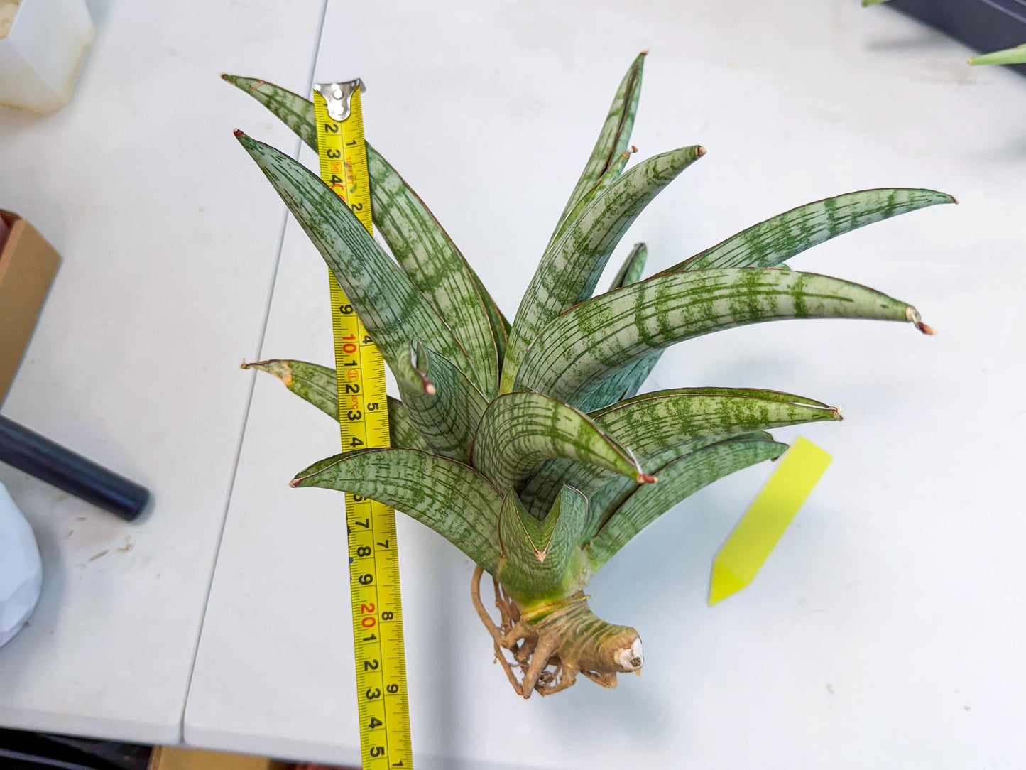 Sansevieria Phanphet (y) | Imported Indoor Snake Plant