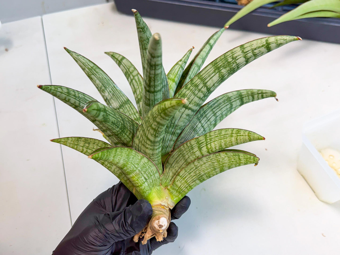 Sansevieria Phanphet (y) | Imported Indoor Snake Plant