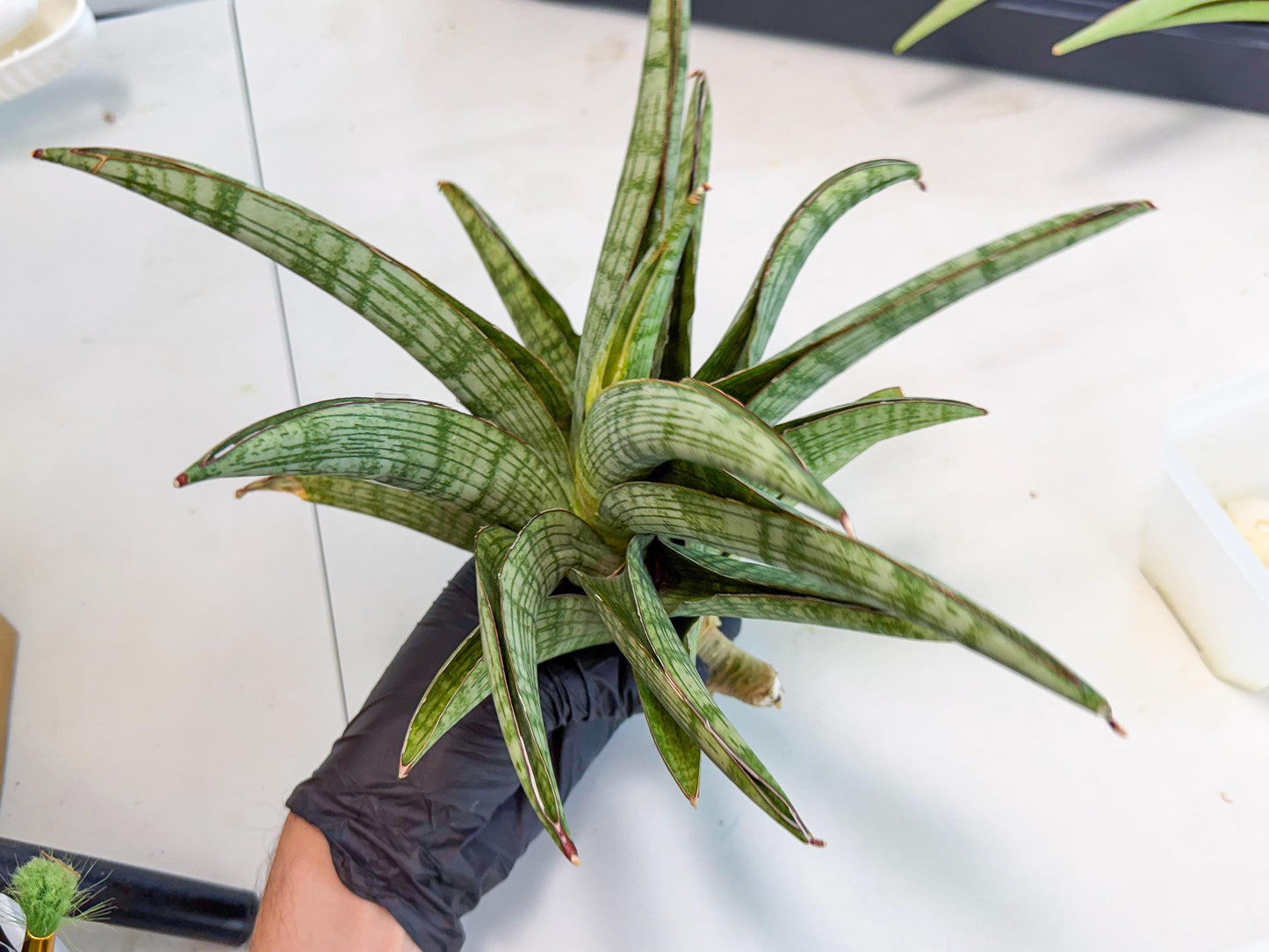 Sansevieria Phanphet (y) | Imported Indoor Snake Plant