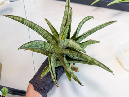 Sansevieria Phanphet (y) | Imported Indoor Snake Plant