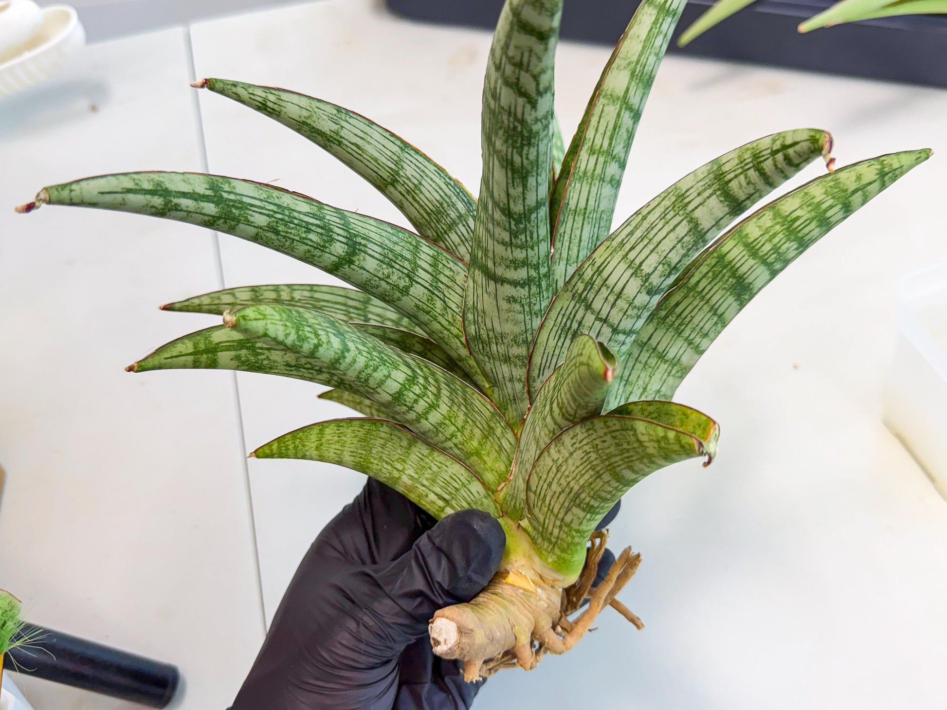 Sansevieria Phanphet (y) | Imported Indoor Snake Plant