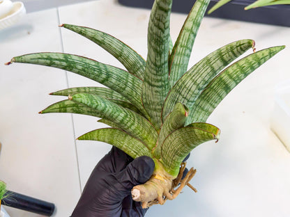 Sansevieria Phanphet (y) | Imported Indoor Snake Plant