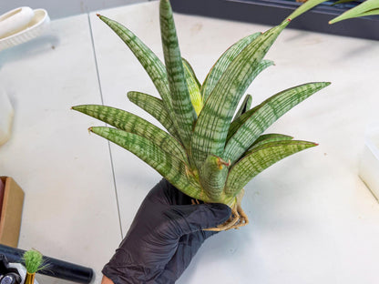 Sansevieria Phanphet (y) | Imported Indoor Snake Plant