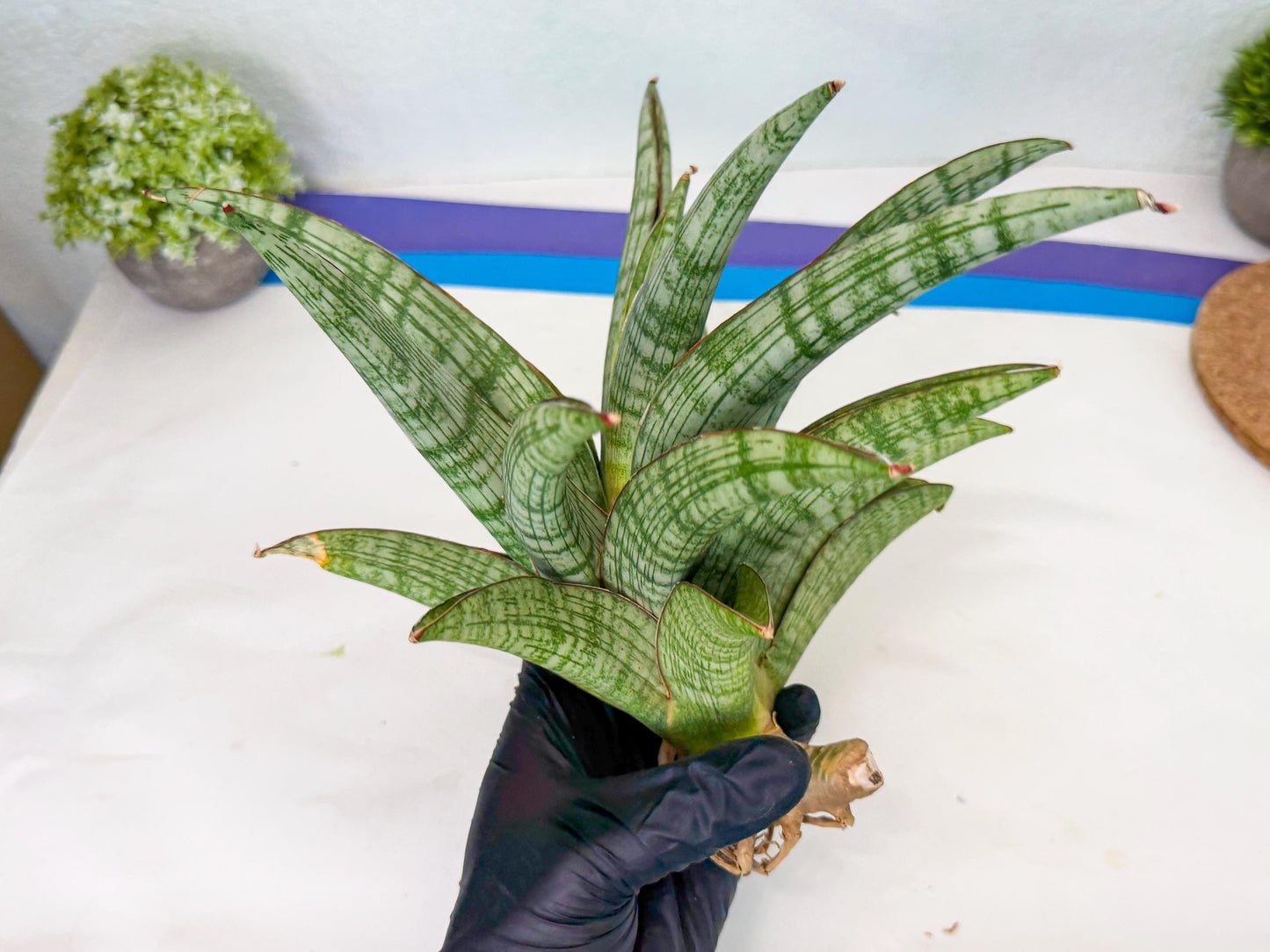 Sansevieria Phanphet (y) | Imported Indoor Snake Plant