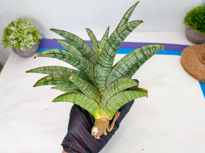 Sansevieria Phanphet (y) | Imported Indoor Snake Plant