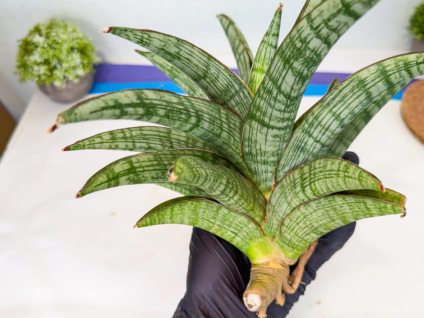 Sansevieria Phanphet (y) | Imported Indoor Snake Plant