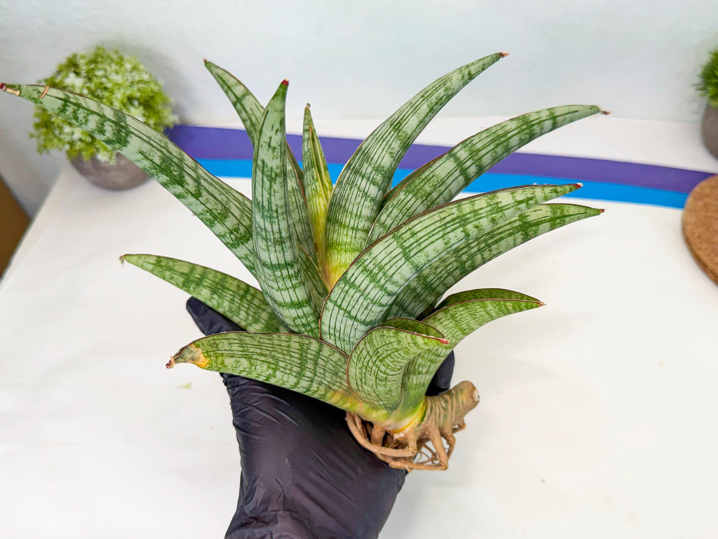 Sansevieria Phanphet (y) | Imported Indoor Snake Plant
