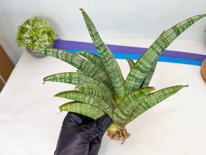 Sansevieria Phanphet (y) | Imported Indoor Snake Plant