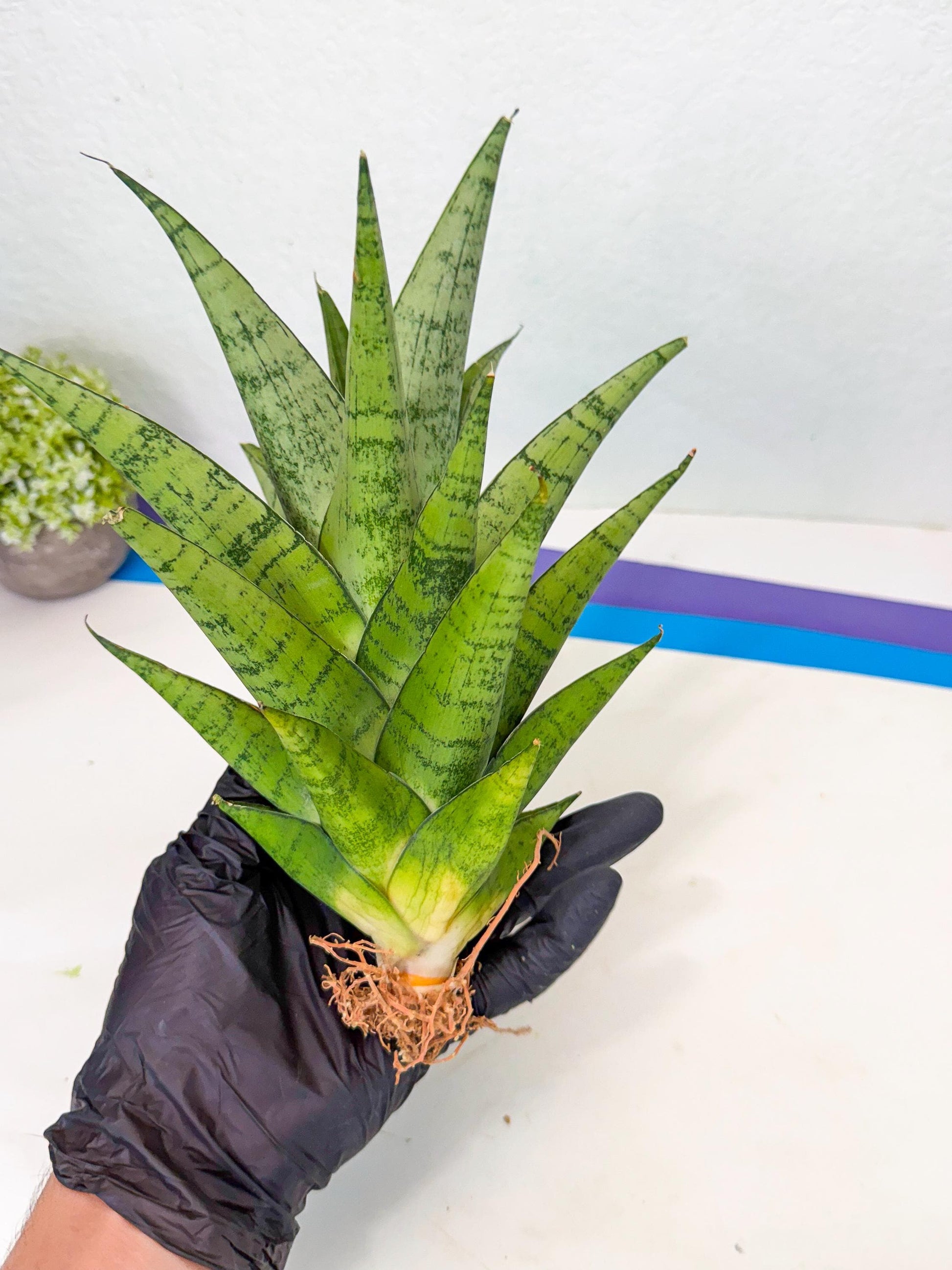 Sansevieria Piano (p) | Imported Indoor Snake Plant