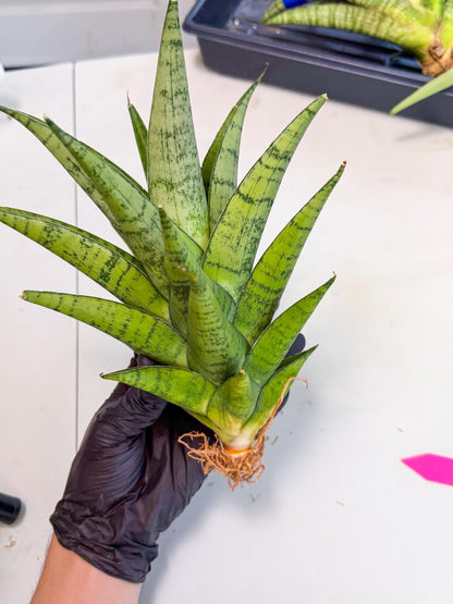 Sansevieria Piano (p) | Imported Indoor Snake Plant