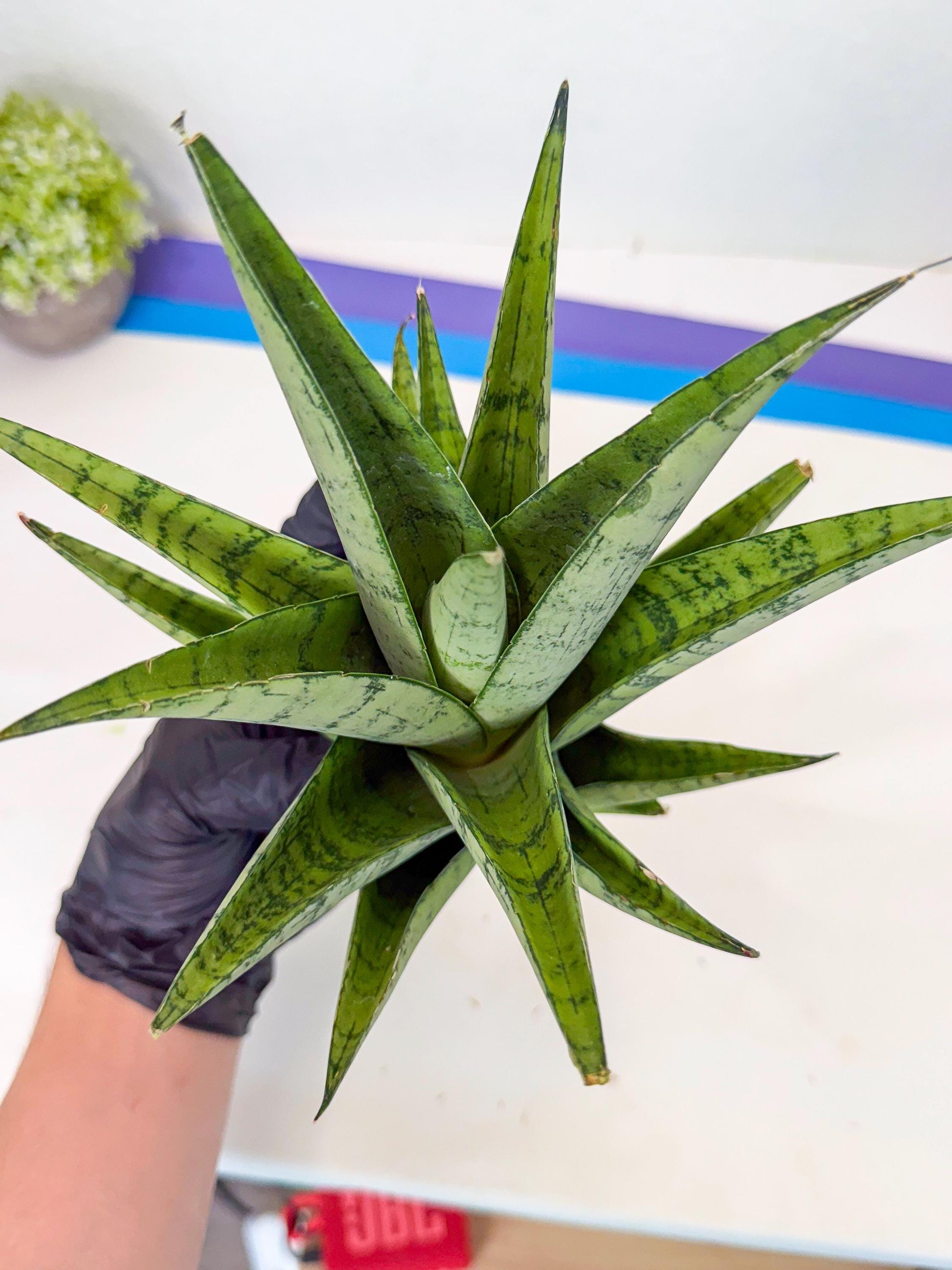 Sansevieria Piano (p) | Imported Indoor Snake Plant