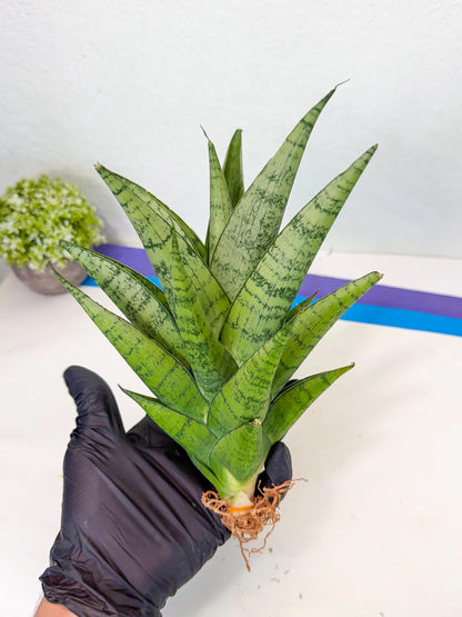 Sansevieria Piano (p) | Imported Indoor Snake Plant