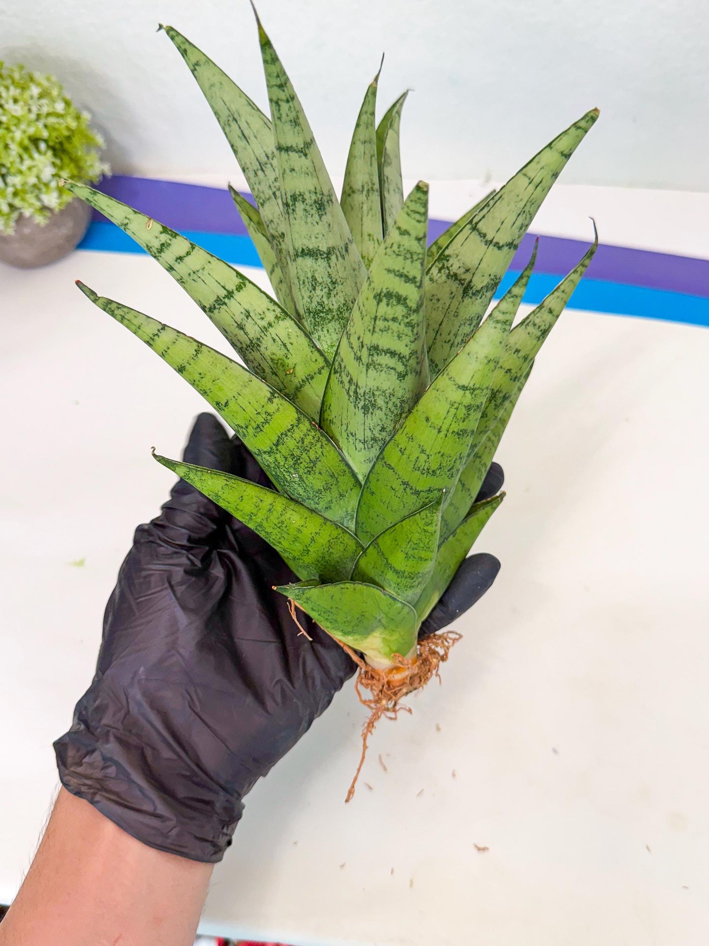 Sansevieria Piano (p) | Imported Indoor Snake Plant