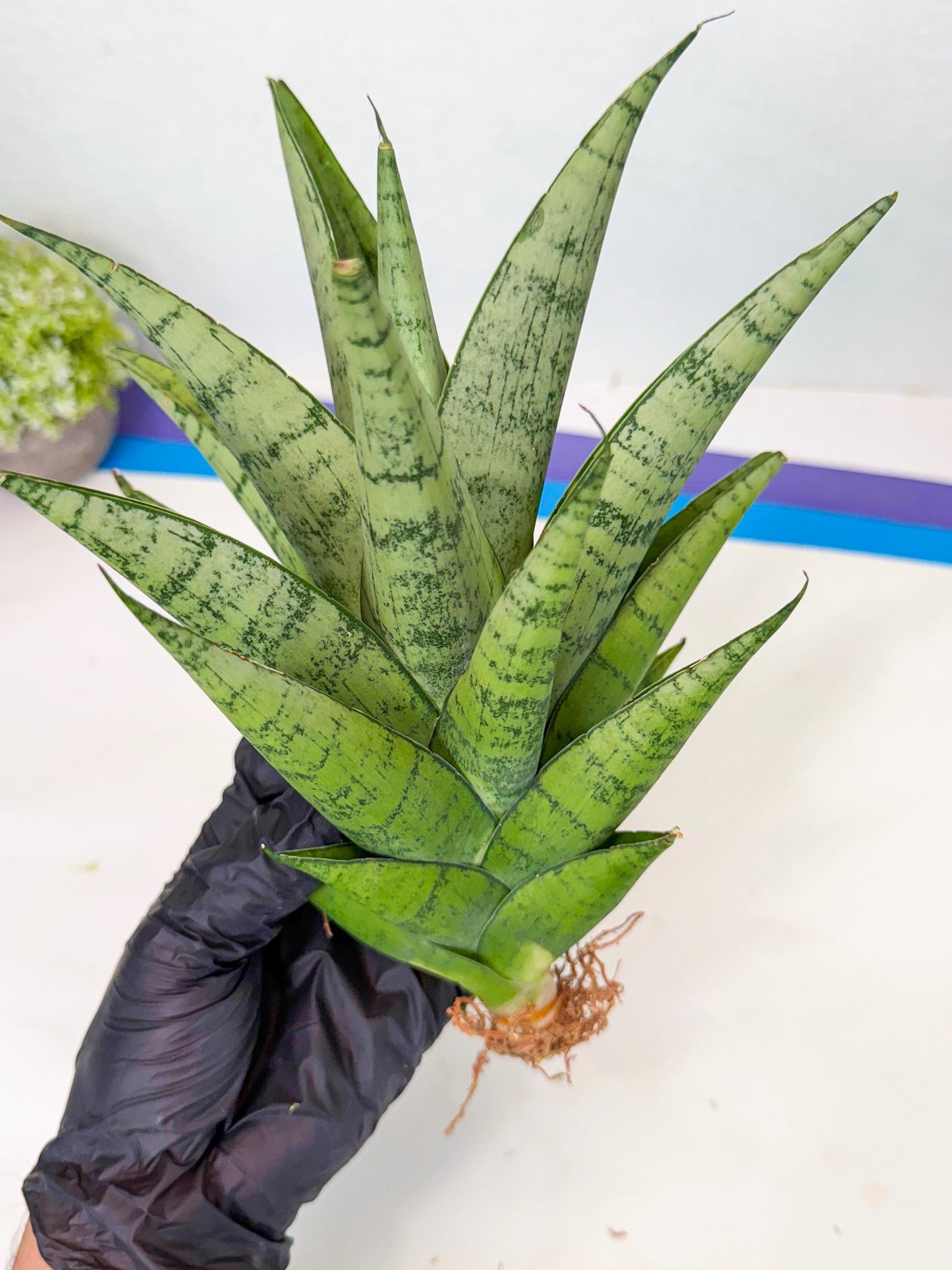 Sansevieria Piano (p) | Imported Indoor Snake Plant
