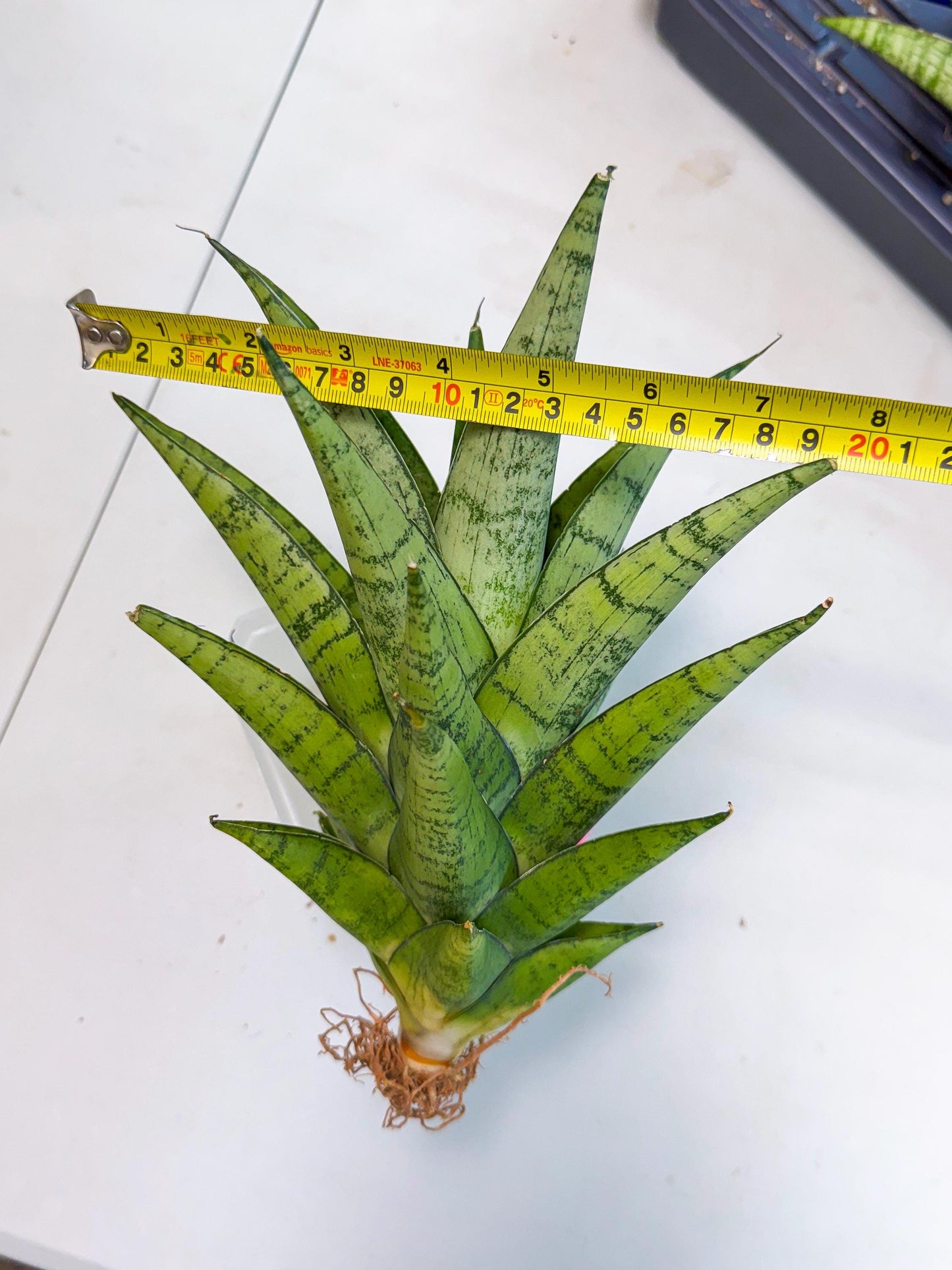 Sansevieria Piano (p) | Imported Indoor Snake Plant