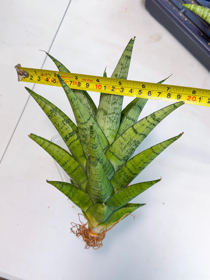 Sansevieria Piano (p) | Imported Indoor Snake Plant