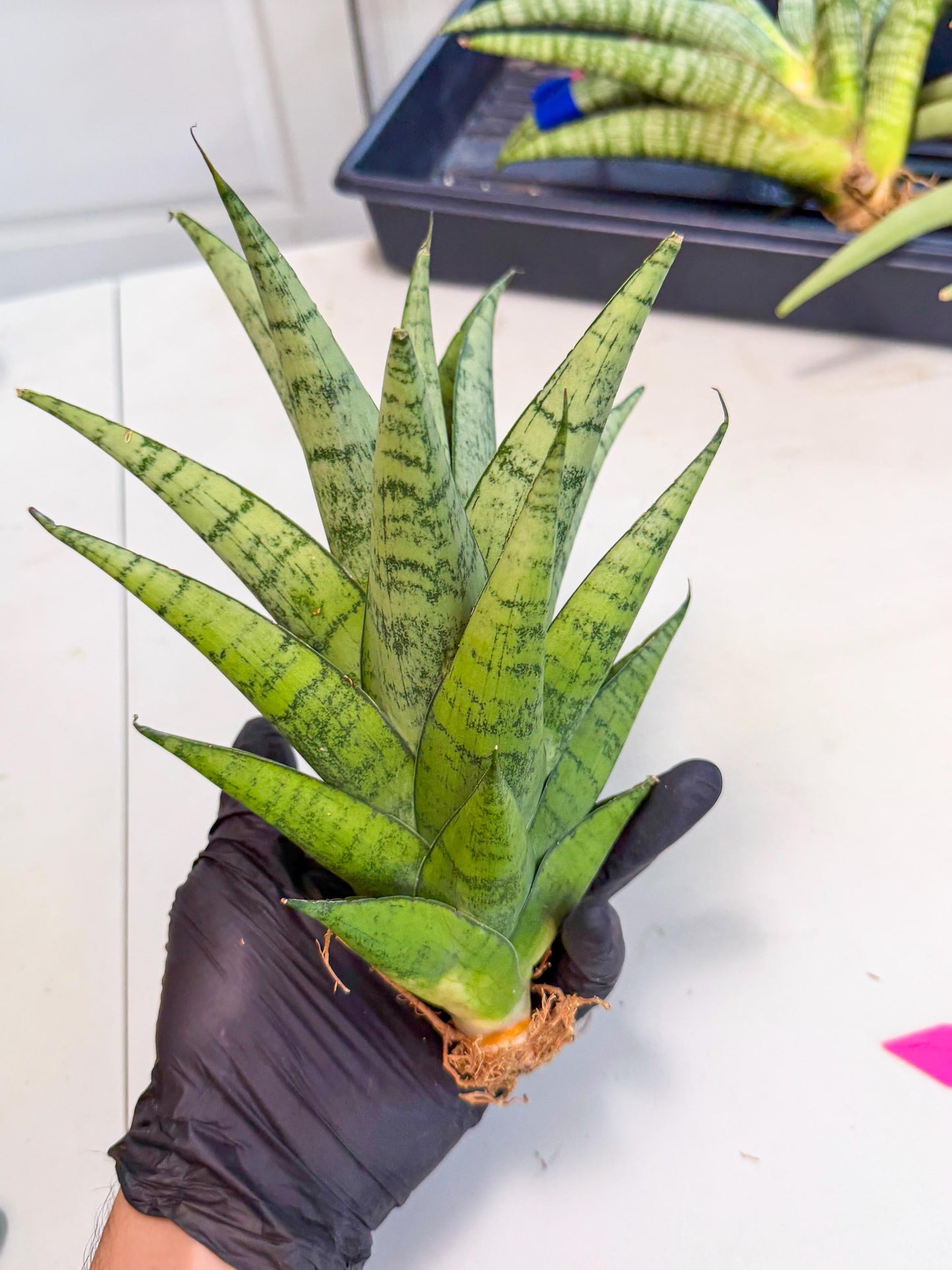 Sansevieria Piano (p) | Imported Indoor Snake Plant