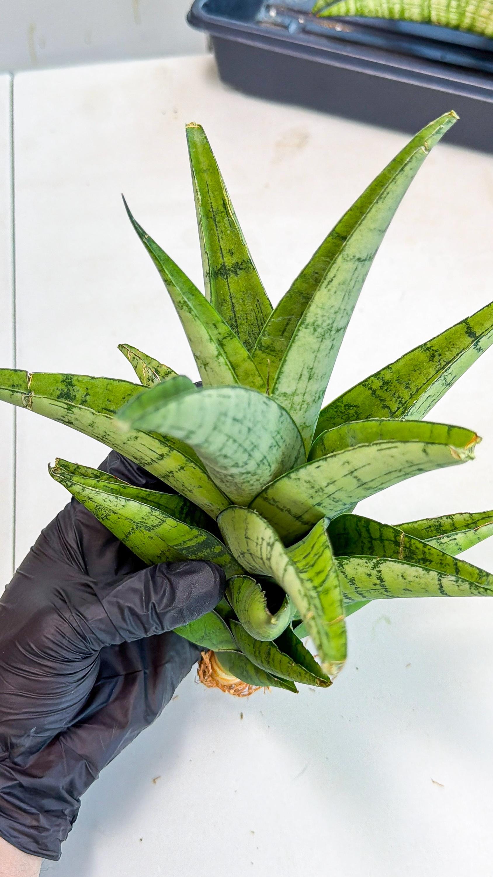 Sansevieria Piano (y) | Imported Indoor Snake Plant