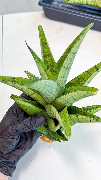 Sansevieria Piano (y) | Imported Indoor Snake Plant