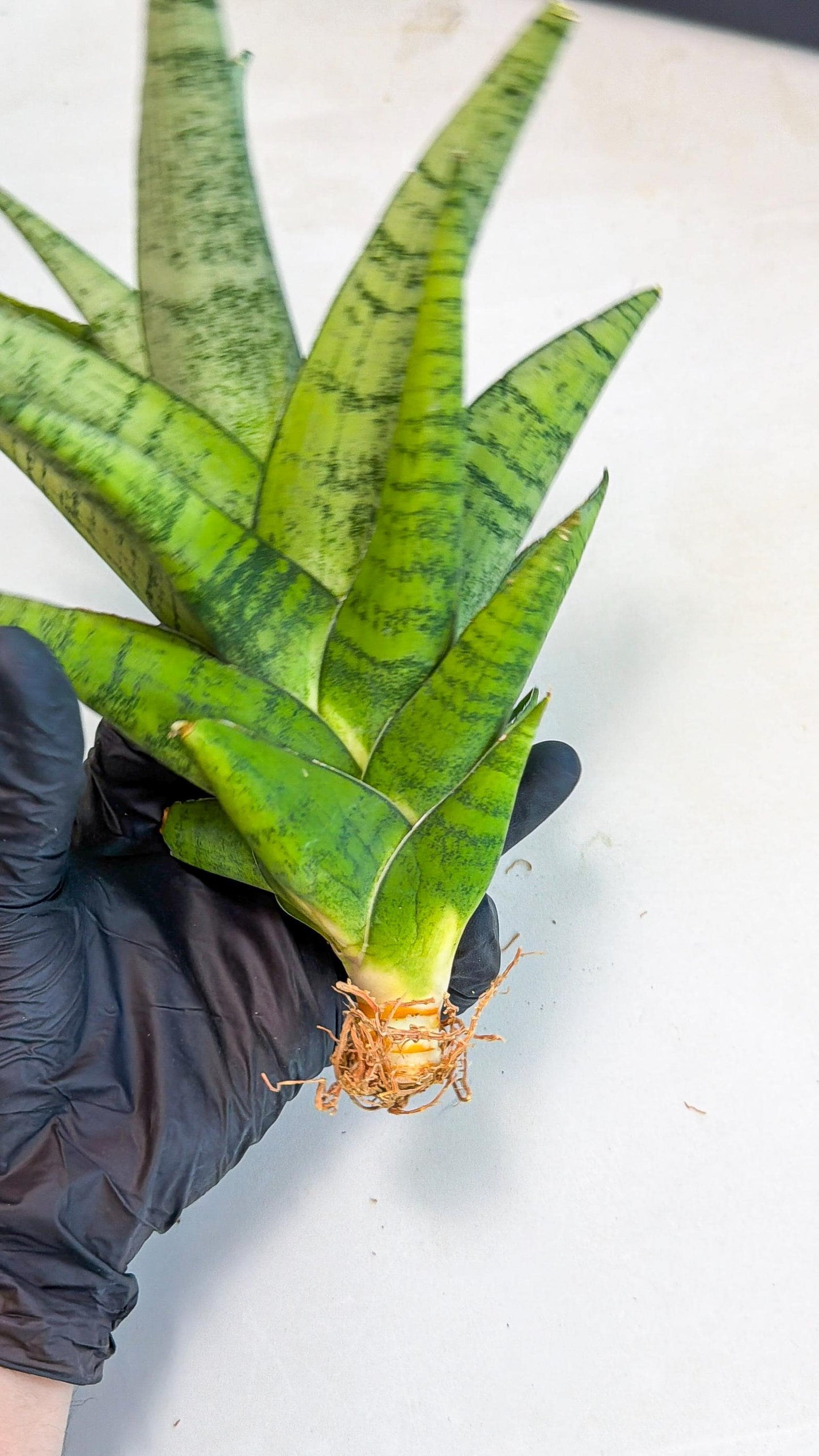 Sansevieria Piano (y) | Imported Indoor Snake Plant