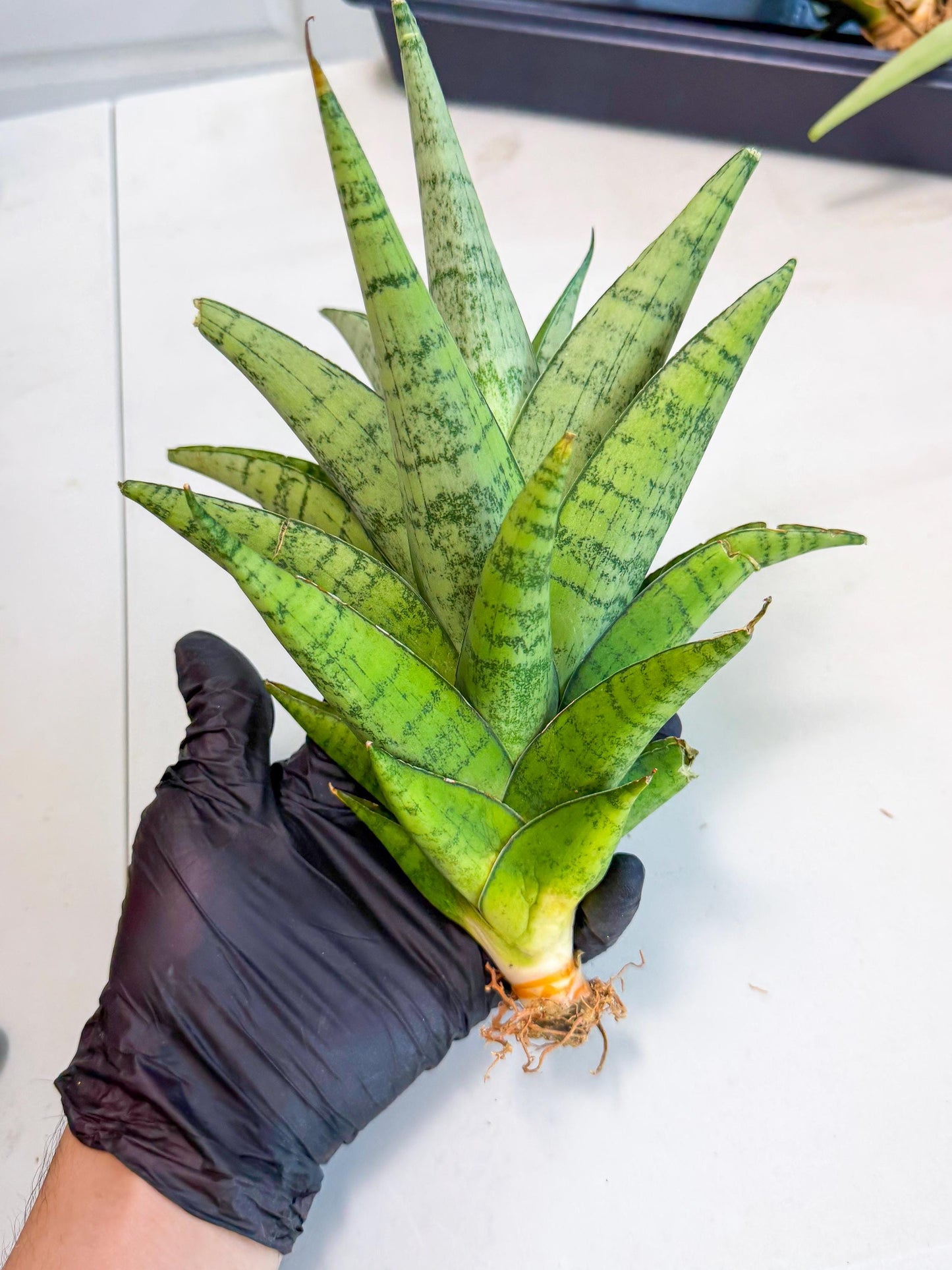 Sansevieria Piano (y) | Imported Indoor Snake Plant