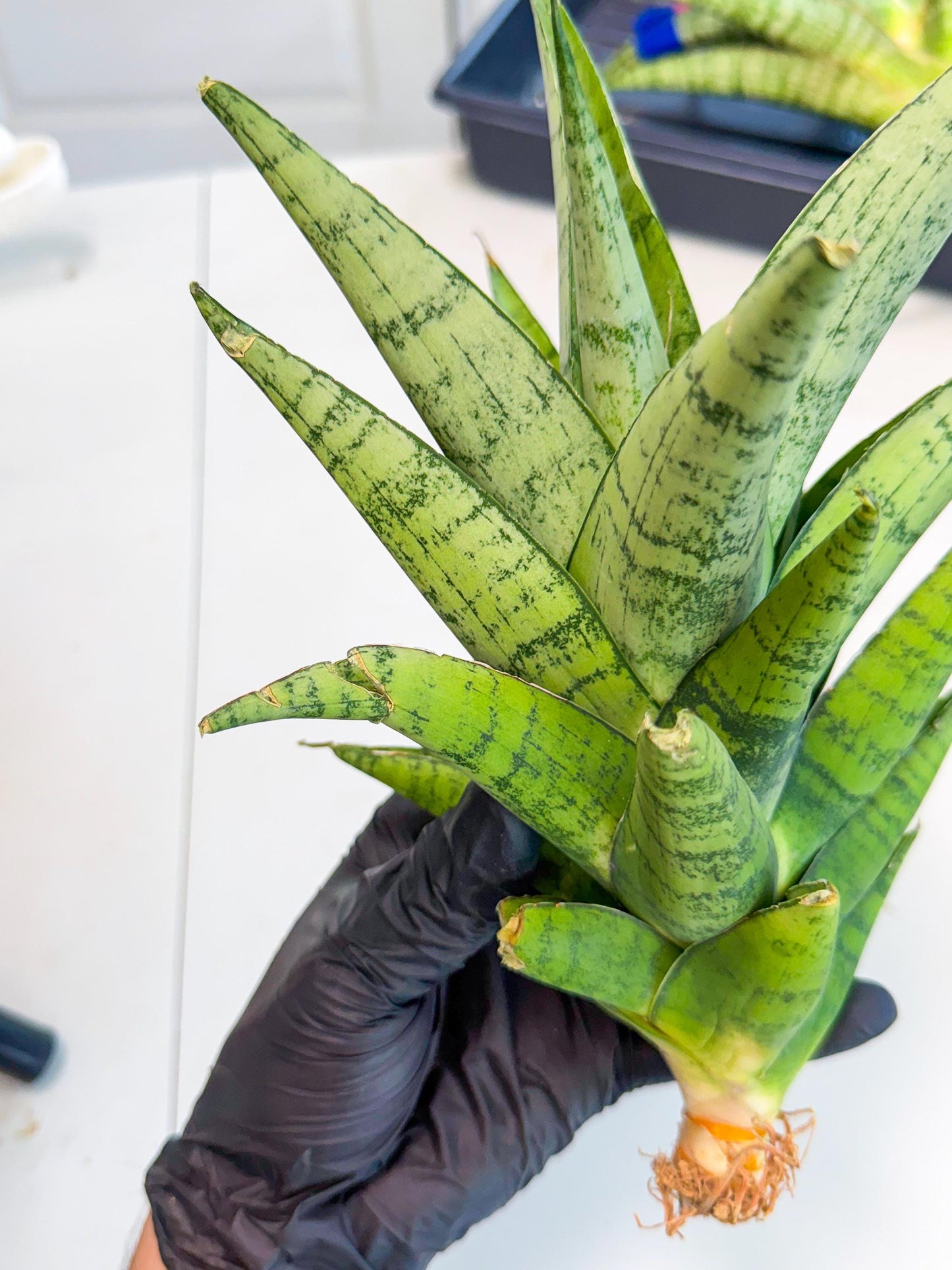 Sansevieria Piano (y) | Imported Indoor Snake Plant