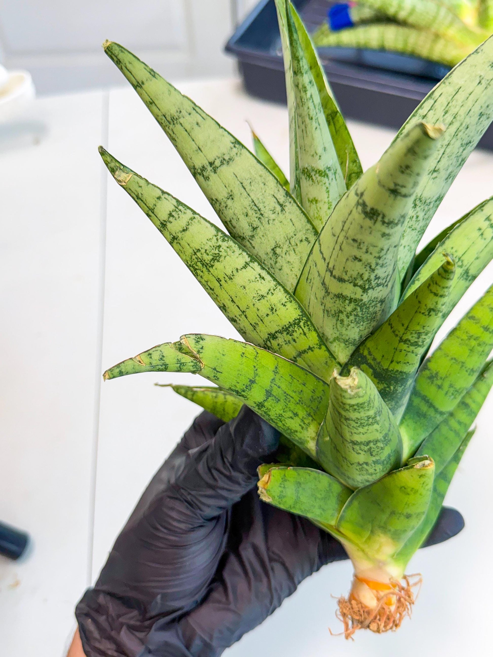 Sansevieria Piano (y) | Imported Indoor Snake Plant