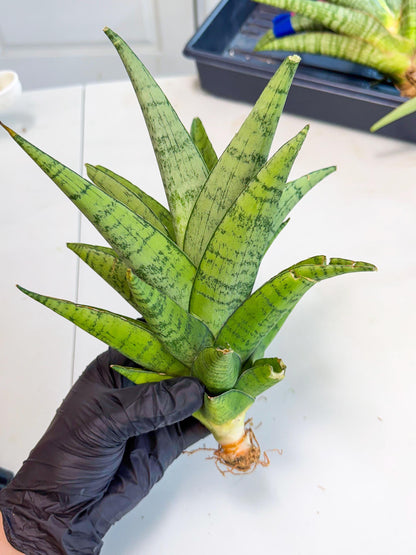 Sansevieria Piano (y) | Imported Indoor Snake Plant