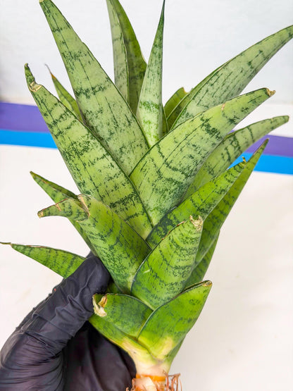 Sansevieria Piano (y) | Imported Indoor Snake Plant