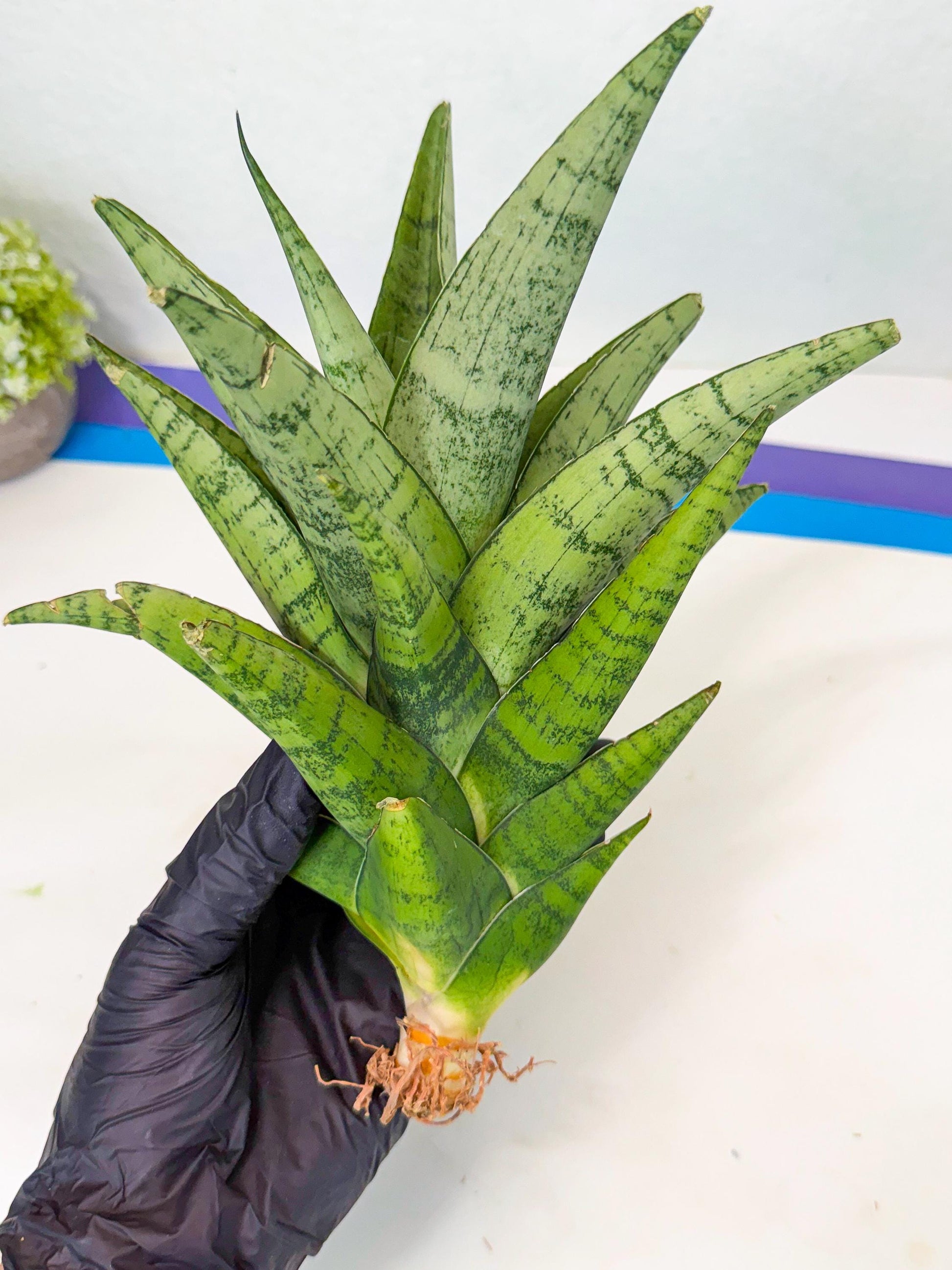 Sansevieria Piano (y) | Imported Indoor Snake Plant