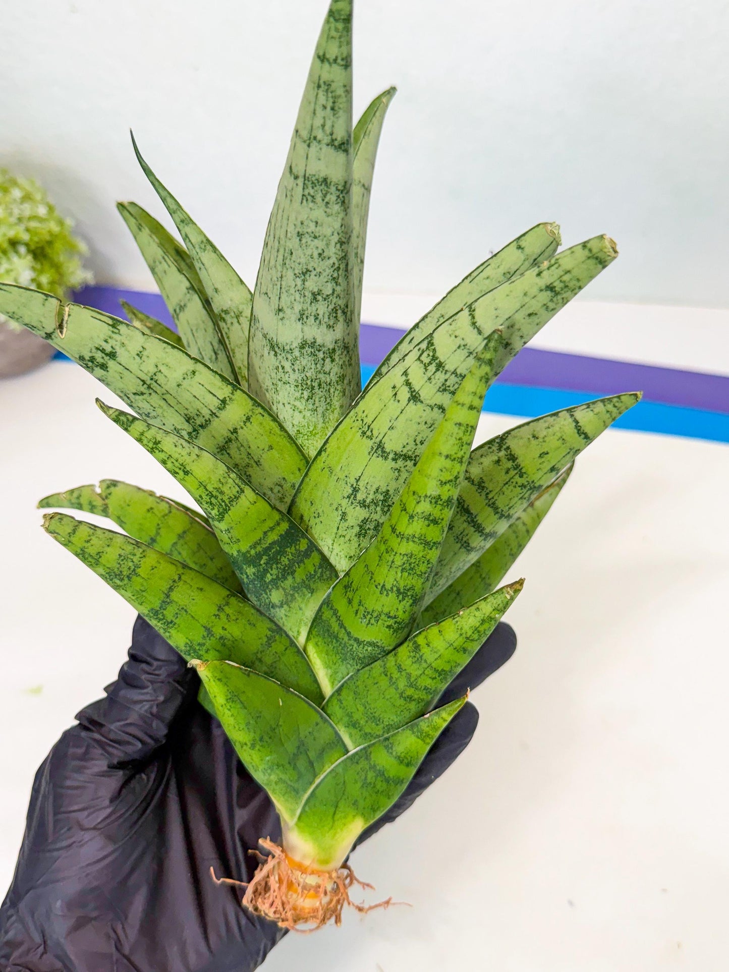Sansevieria Piano (y) | Imported Indoor Snake Plant