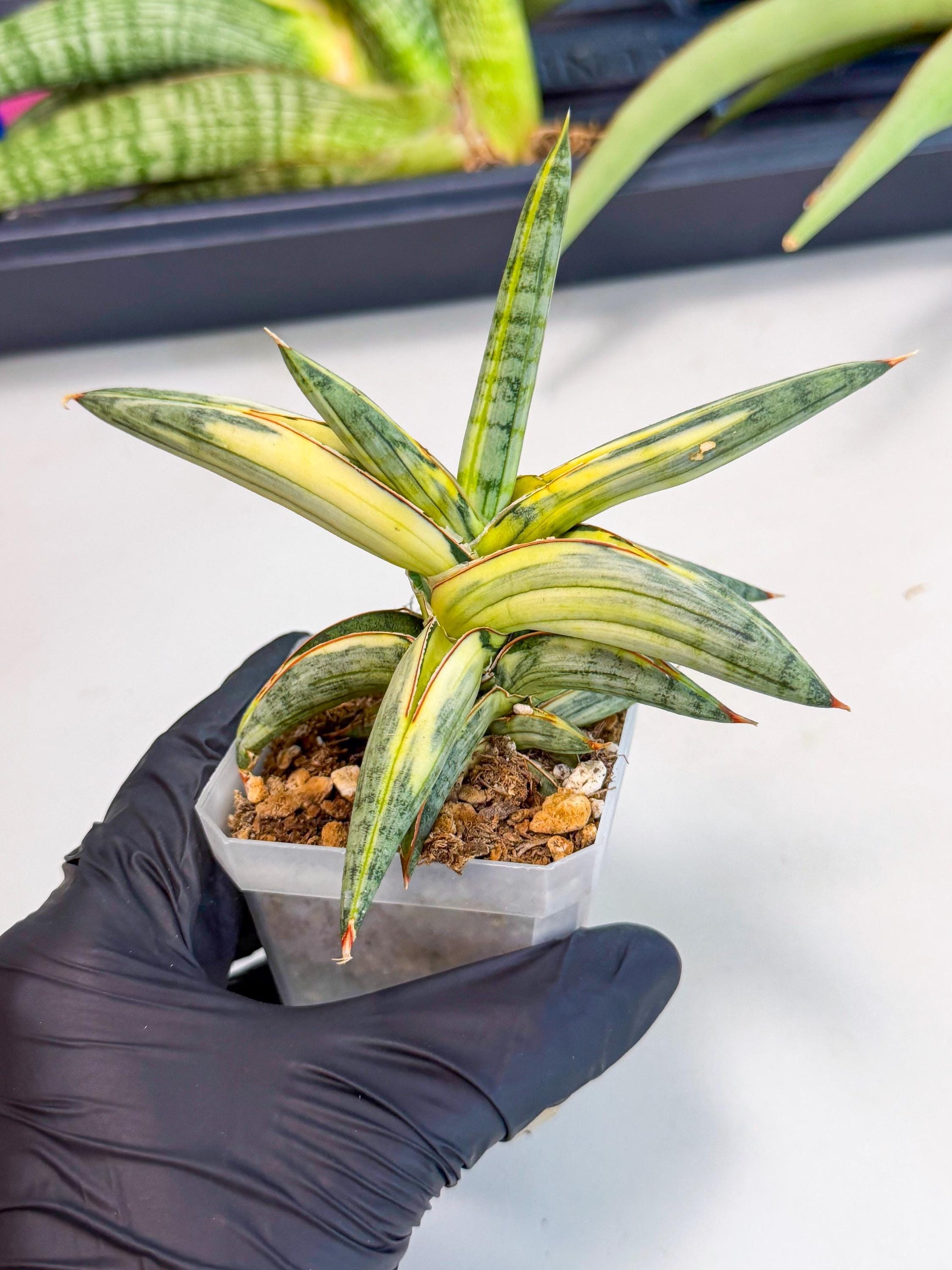 Sansevieria Blue Clone White Var (p) | Exact Plant From Listing