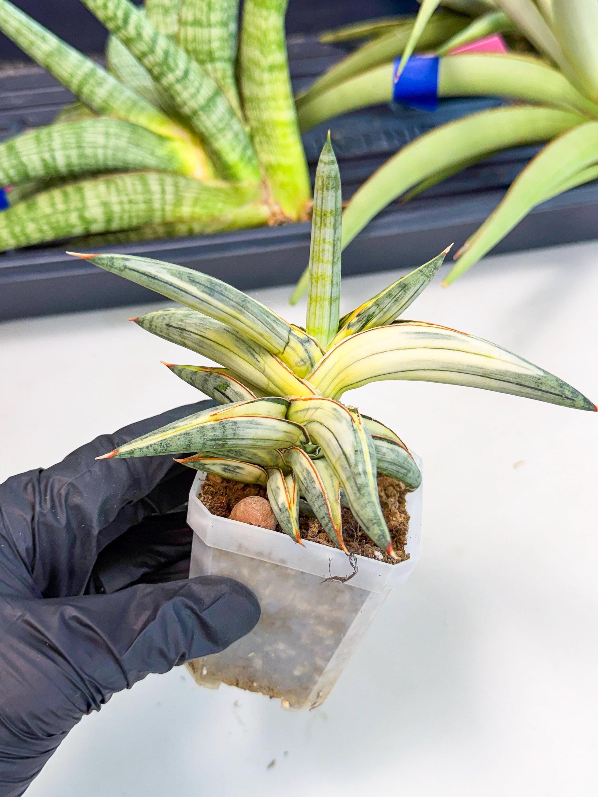 Sansevieria Blue Clone White Var (p) | Exact Plant From Listing