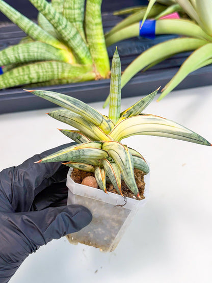 Sansevieria Blue Clone White Var (p) | Exact Plant From Listing