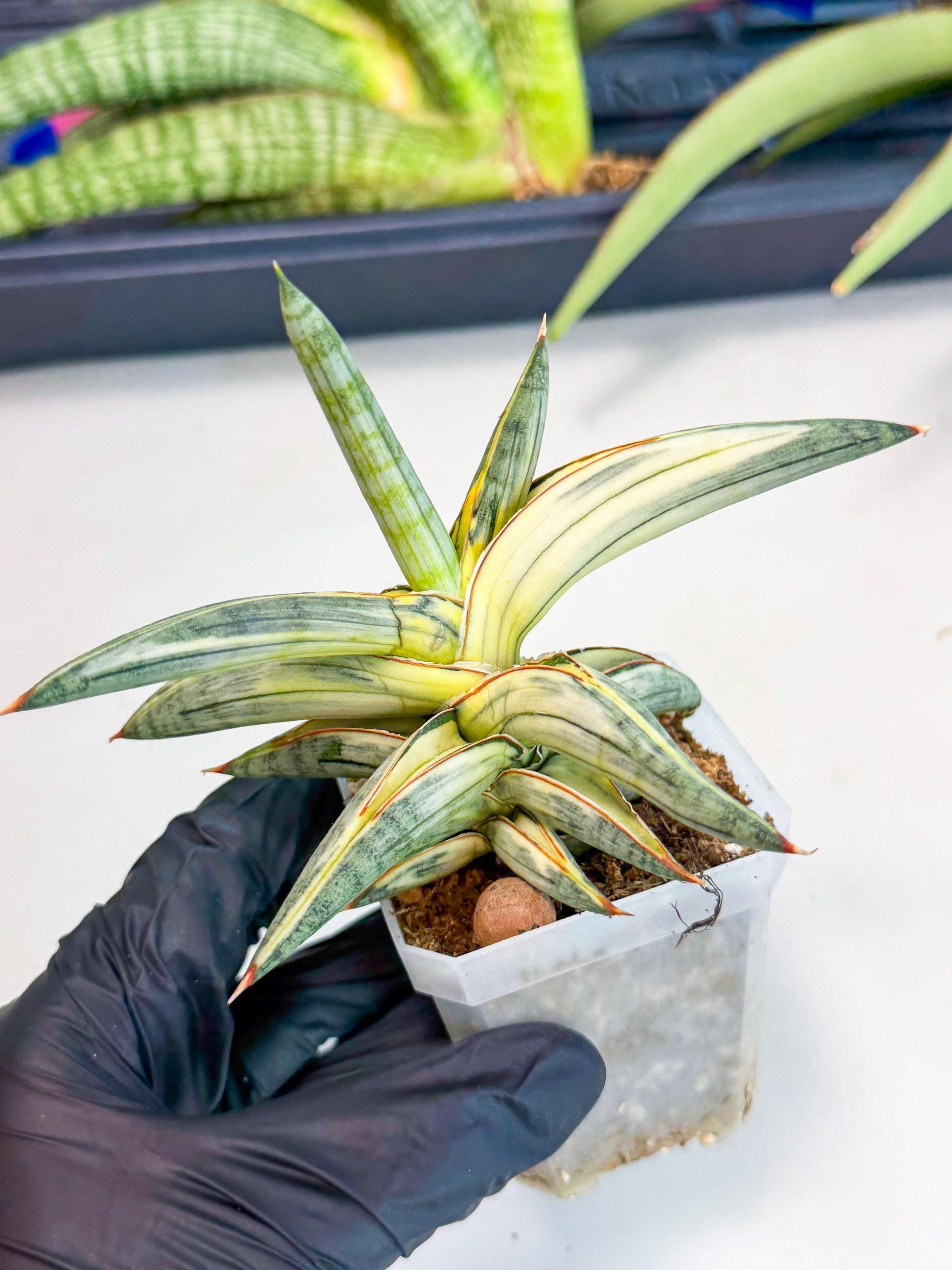 Sansevieria Blue Clone White Var (p) | Exact Plant From Listing
