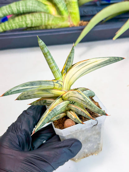 Sansevieria Blue Clone White Var (p) | Exact Plant From Listing