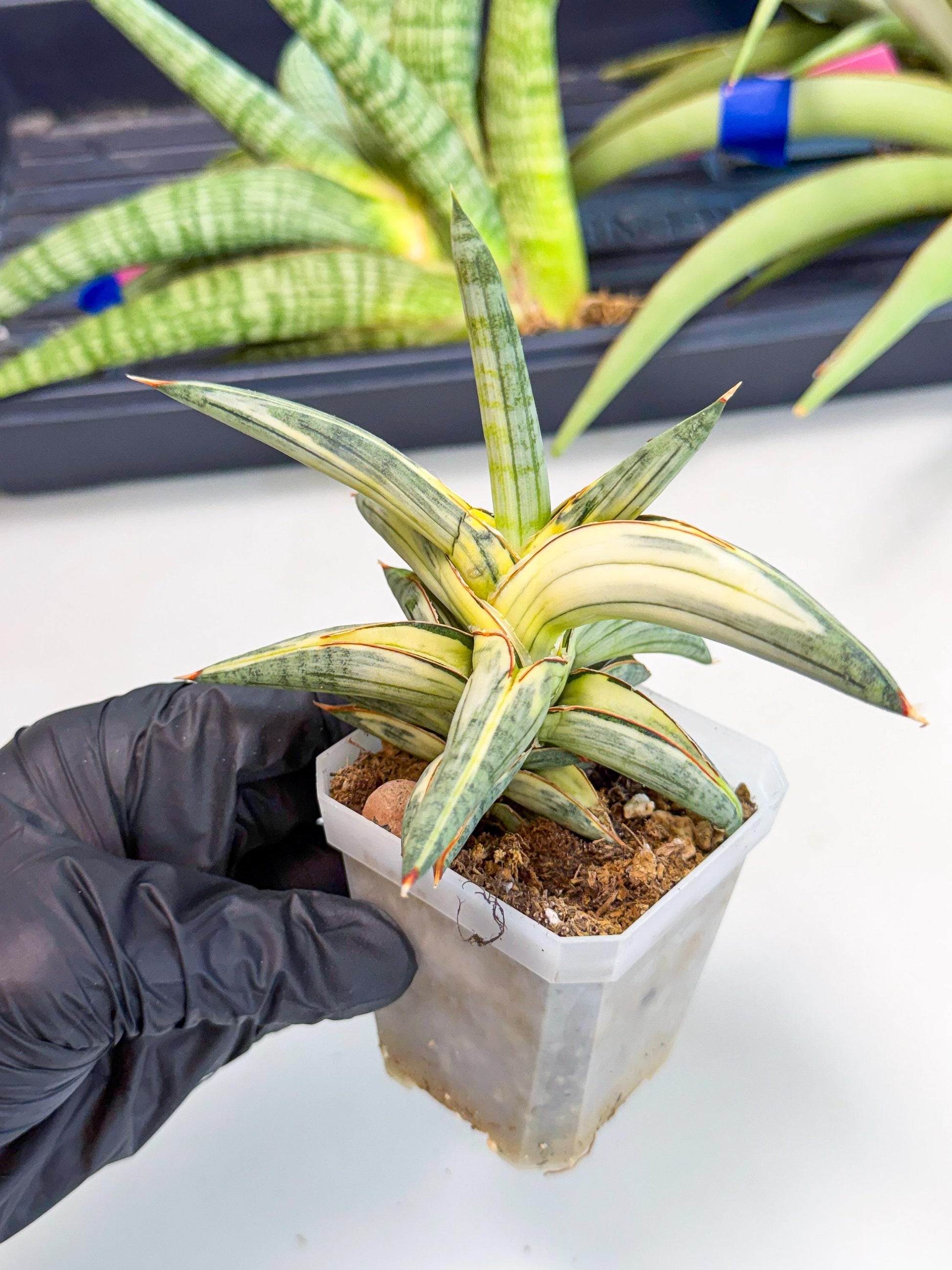 Sansevieria Blue Clone White Var (p) | Exact Plant From Listing