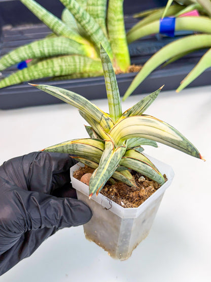 Sansevieria Blue Clone White Var (p) | Exact Plant From Listing