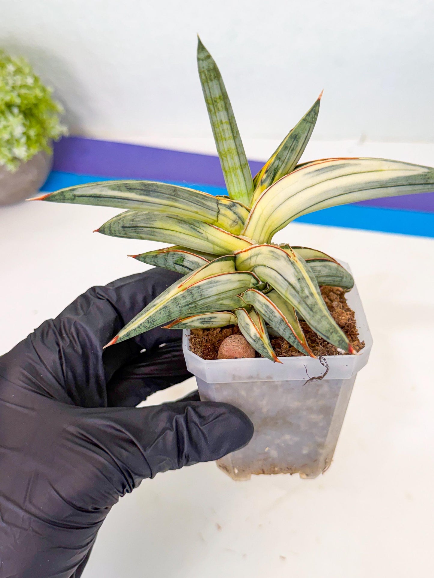 Sansevieria Blue Clone White Var (p) | Exact Plant From Listing